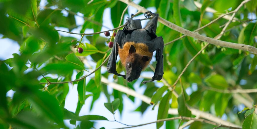 nipah_virus
